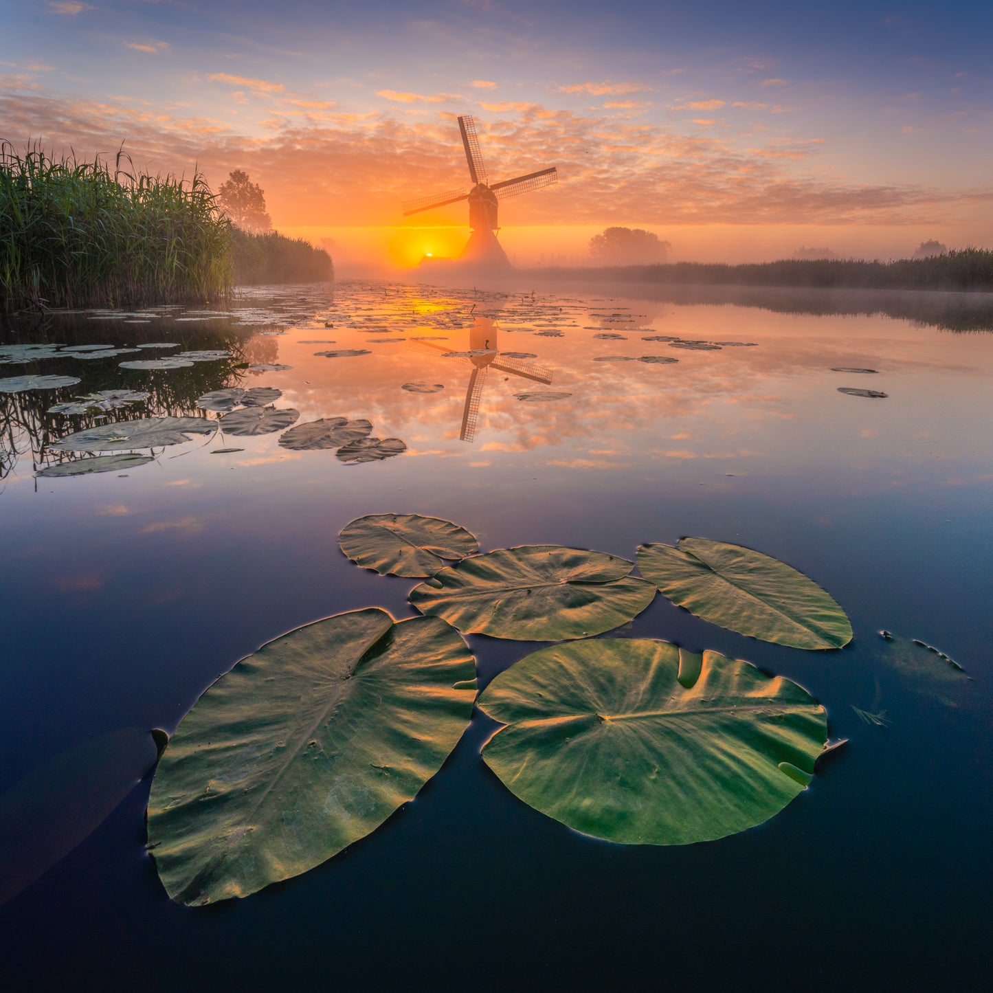 Lilies at Sunset
