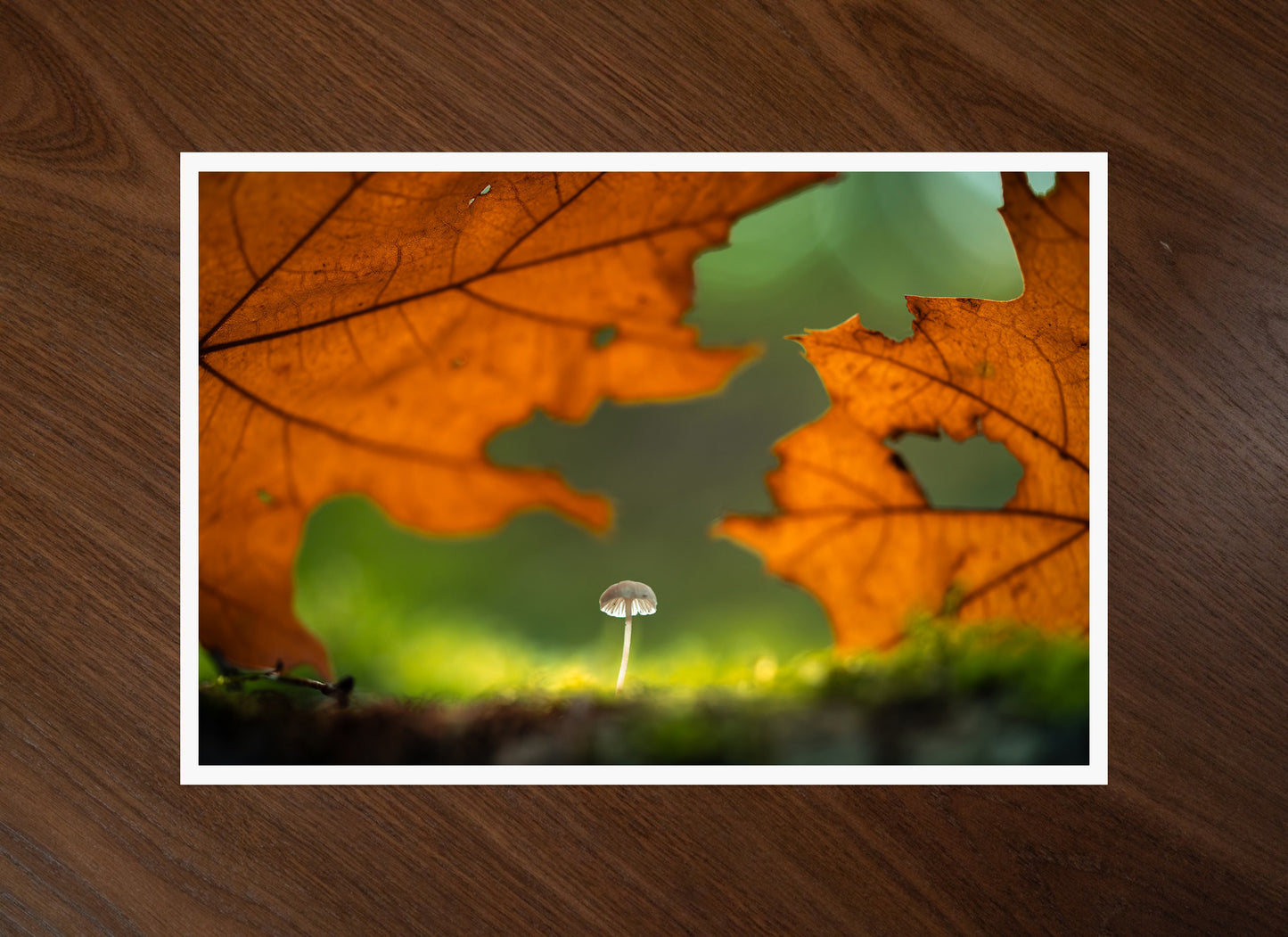 Little Mushroom