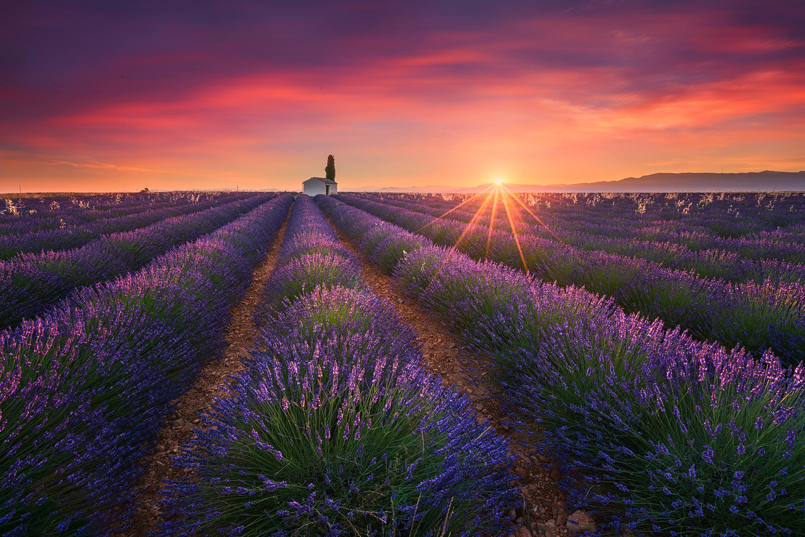 Living in Purple