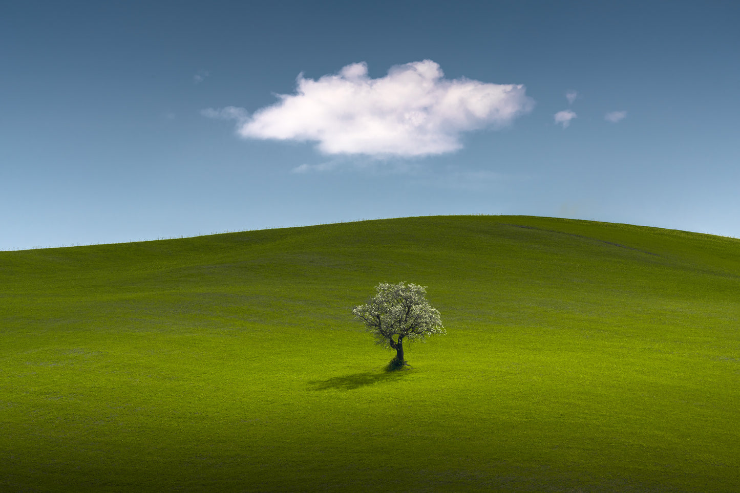Lone Tree