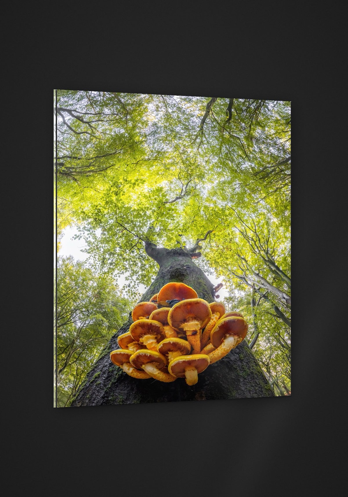 Looking Up acryl