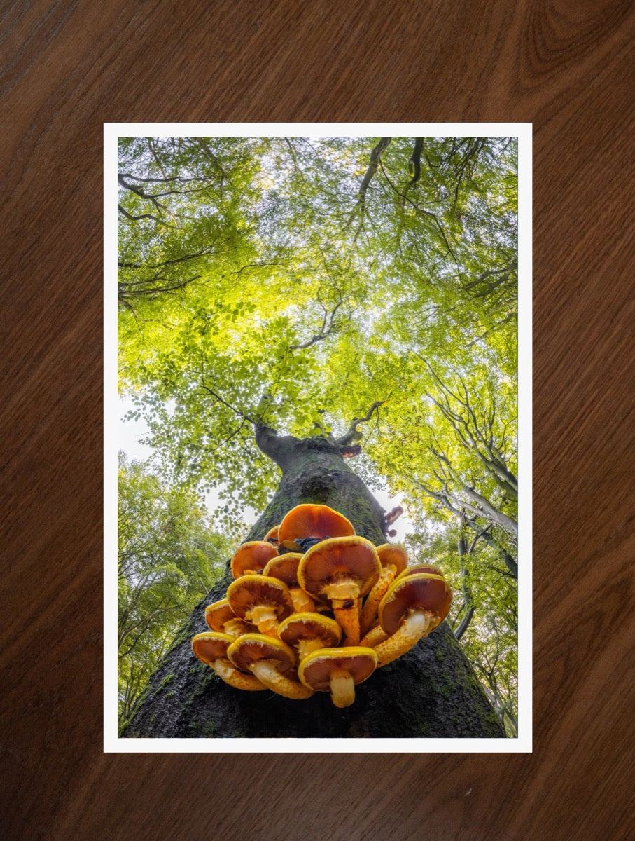 Looking Up print