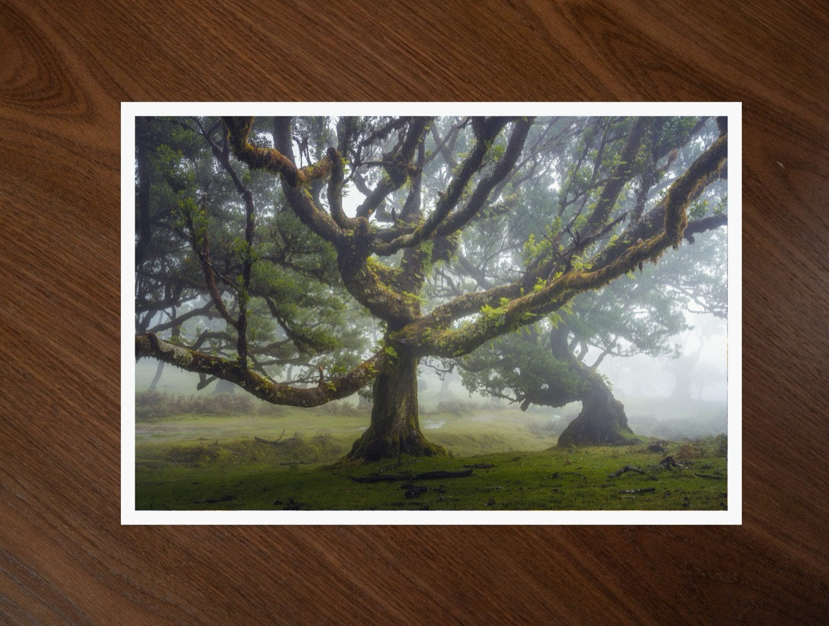 Madeira Dance print