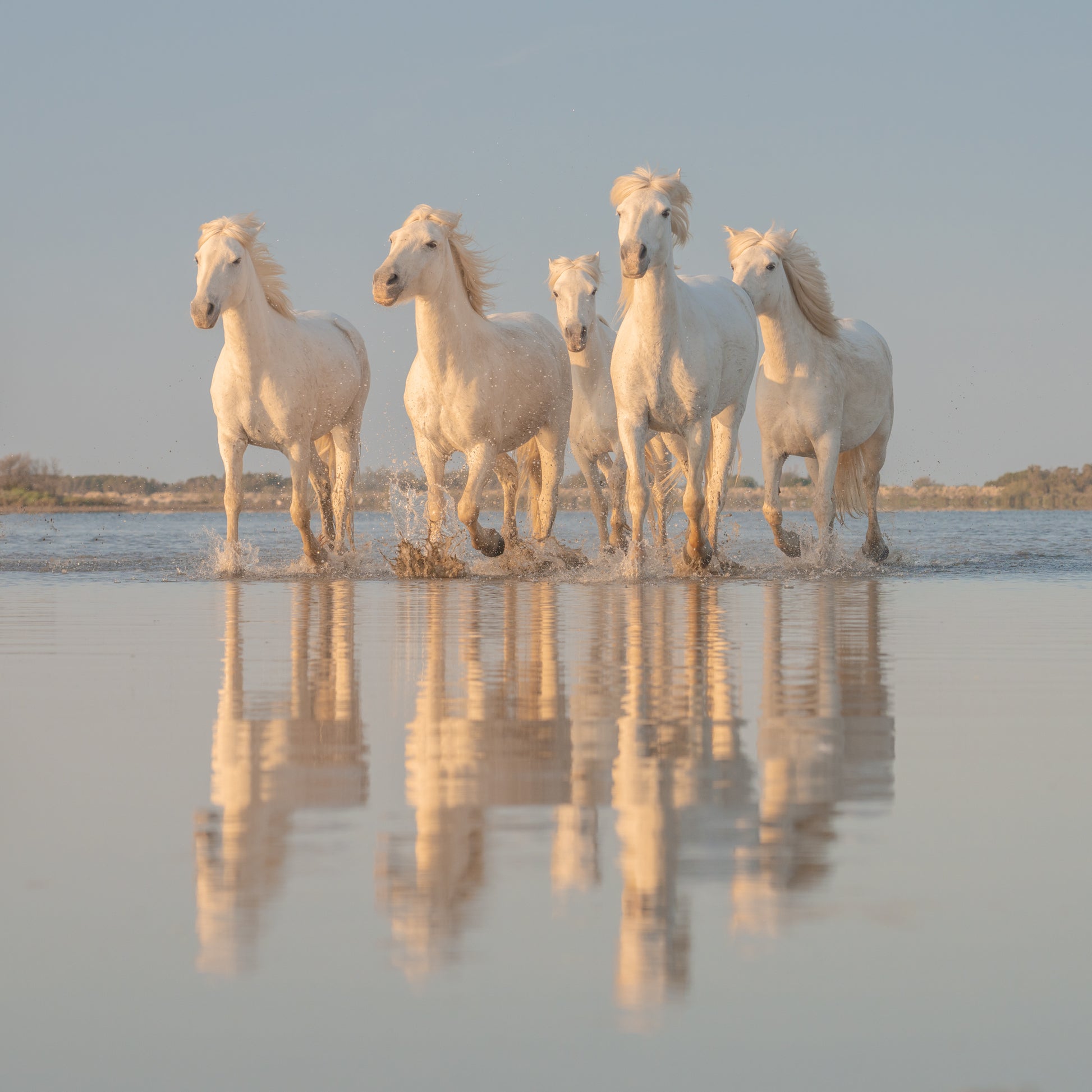 Mirror Herd
