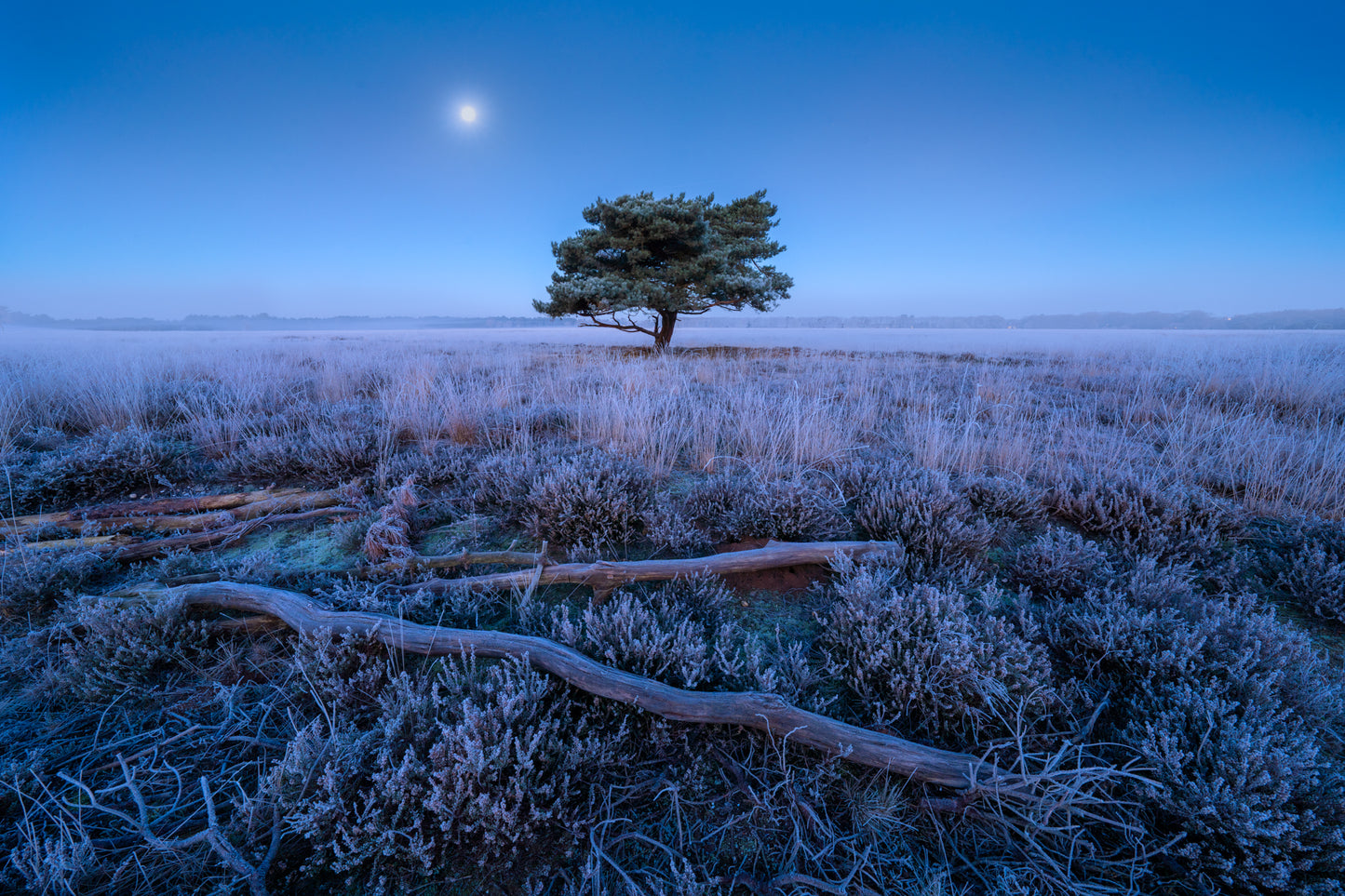 Moon over the Heath