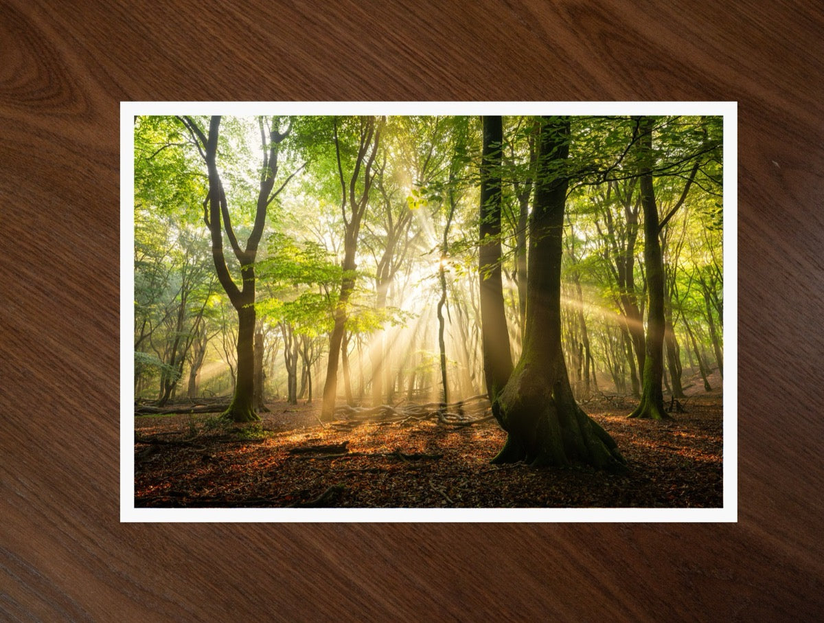 Morning Beams print