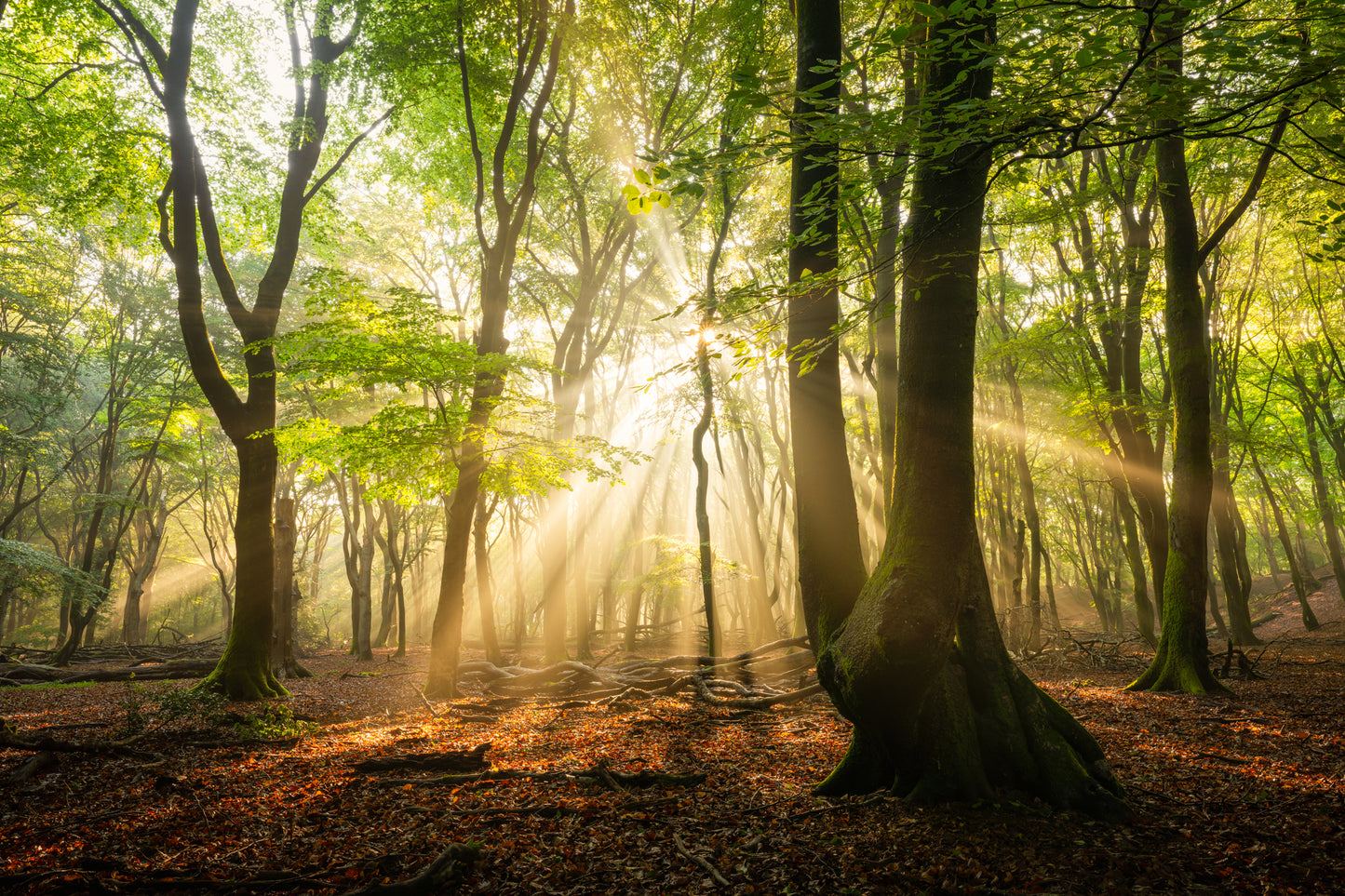 Morning Beams