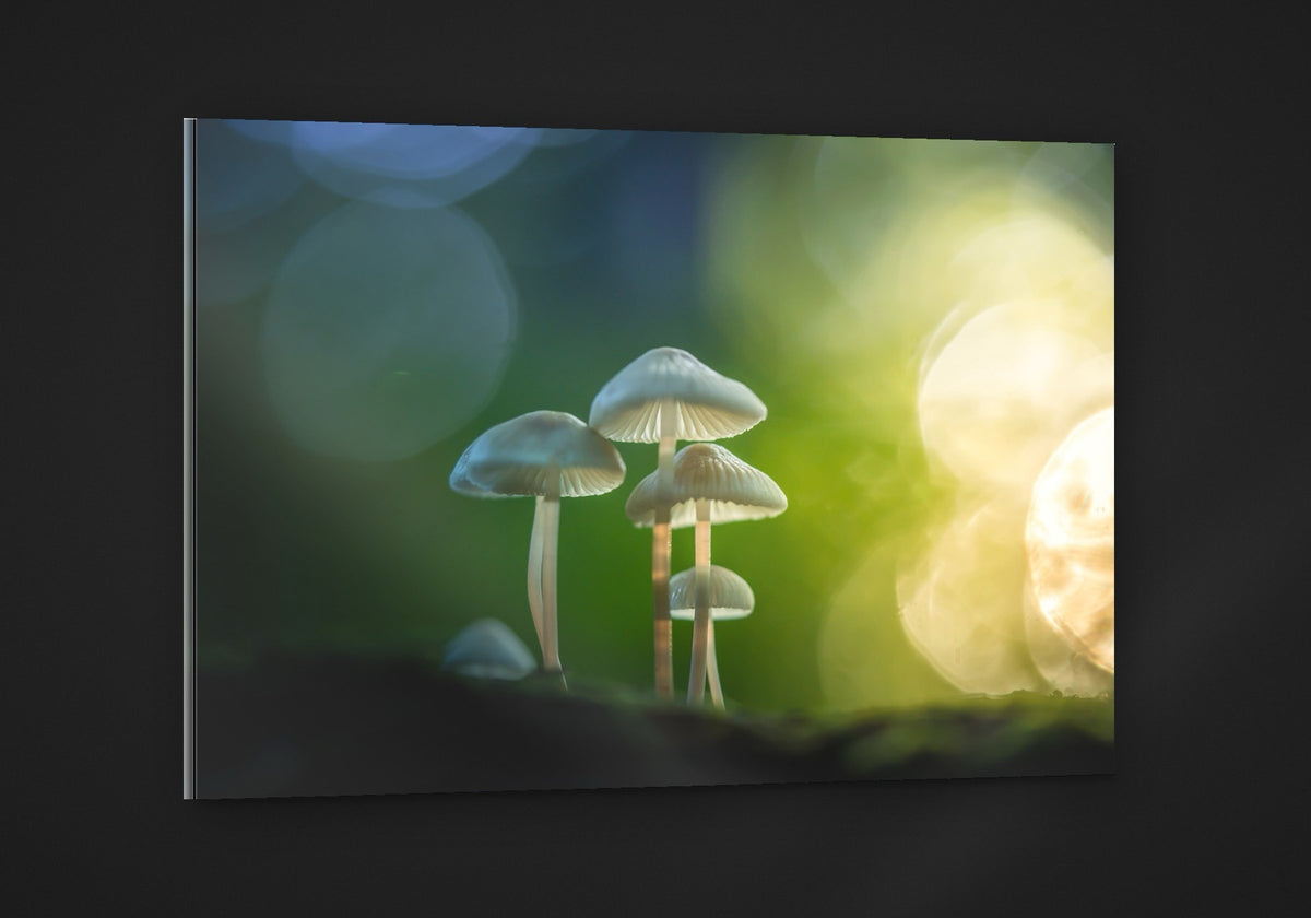Mushroom Magic acryl