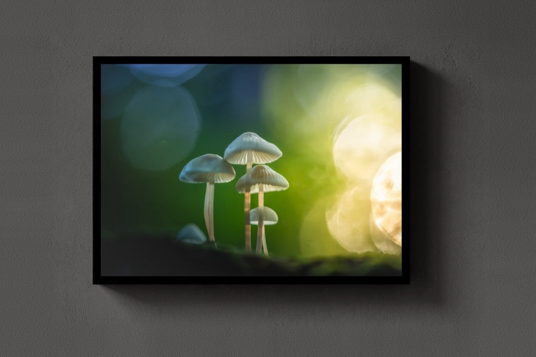 Mushroom Magic lijst