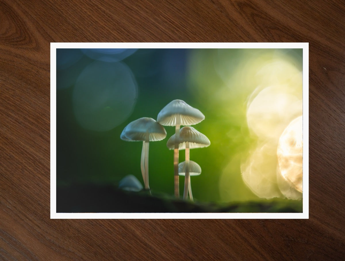 Mushroom Magic print