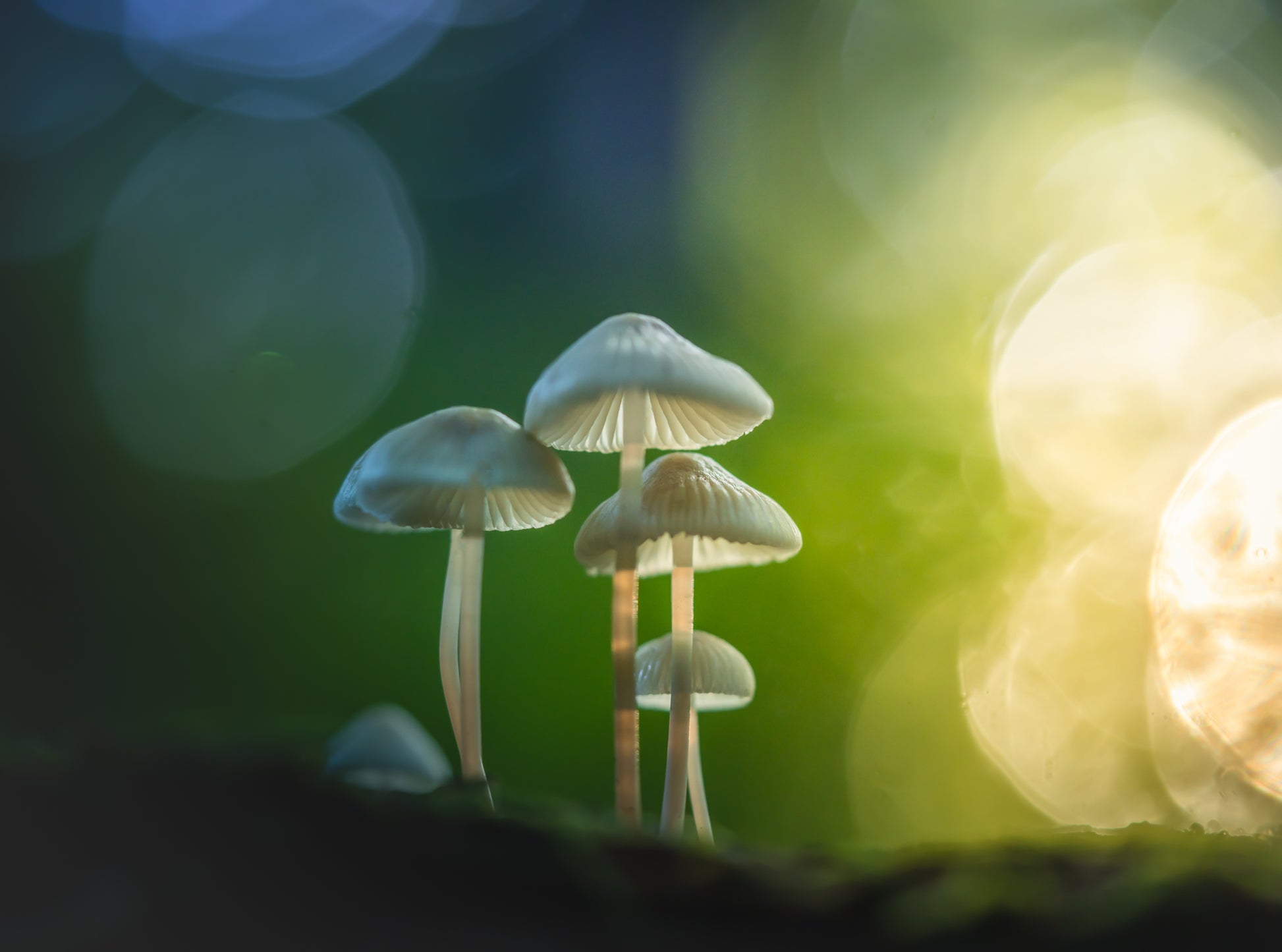 Mushroom Magic