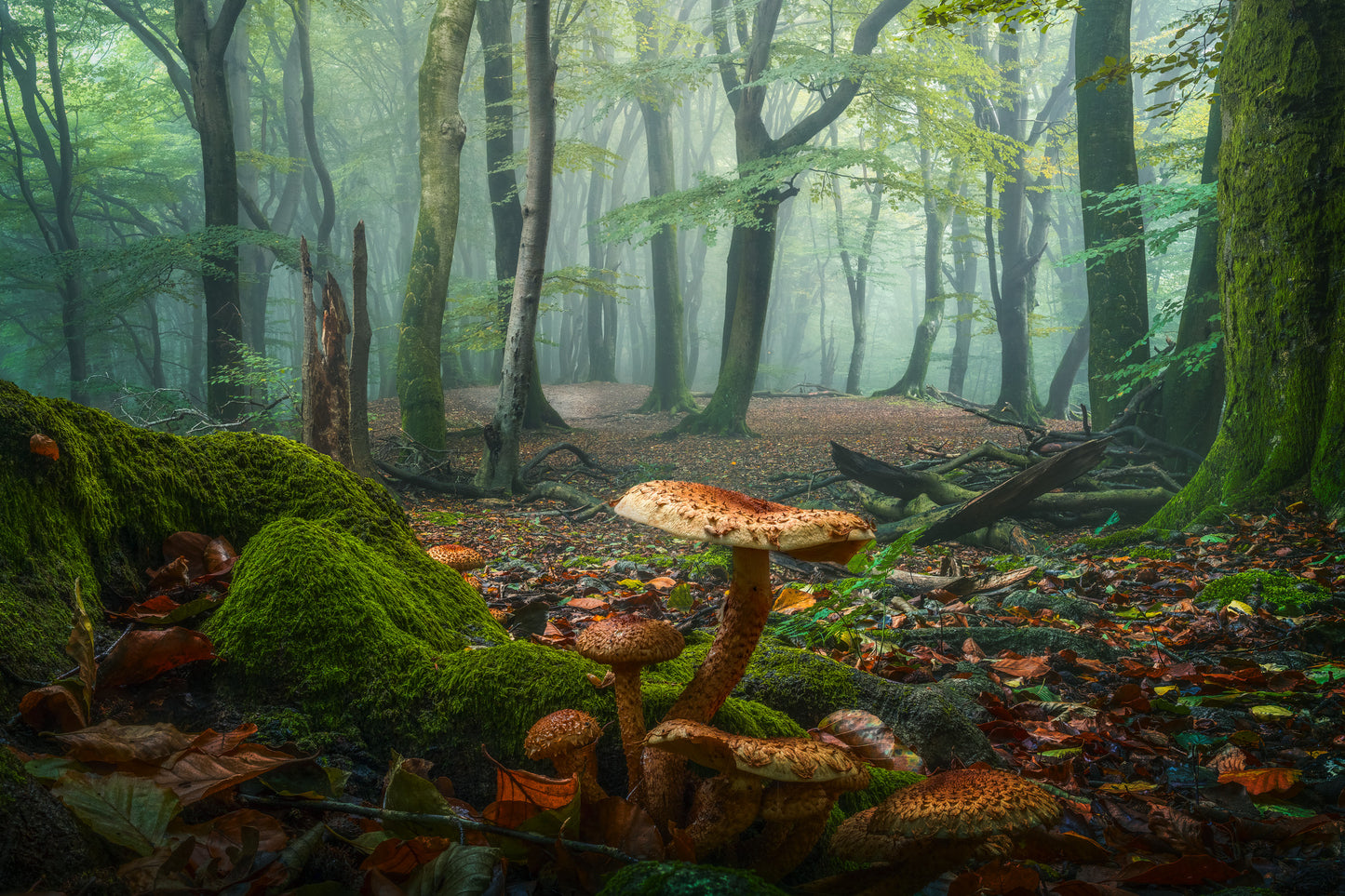 Mushroom World
