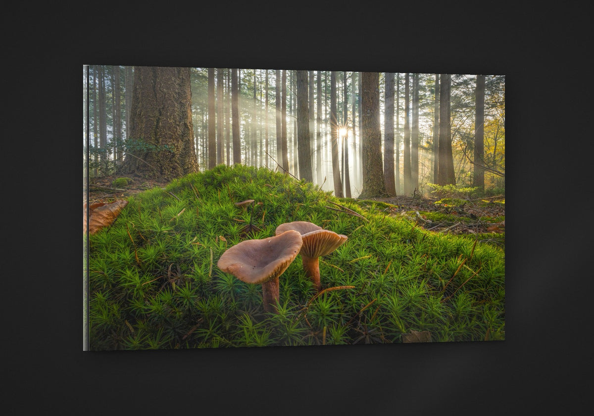 Mushrooms Together acryl