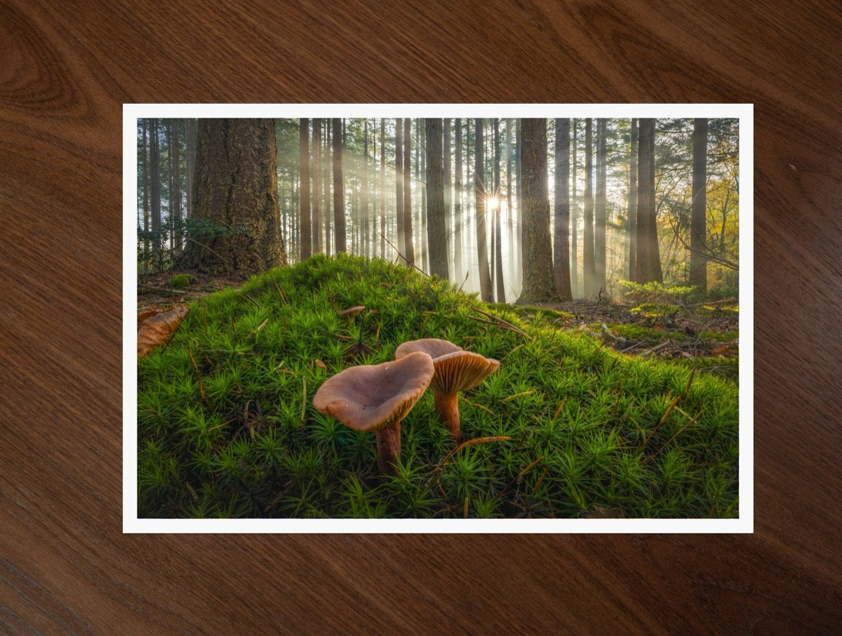 Mushrooms Together print