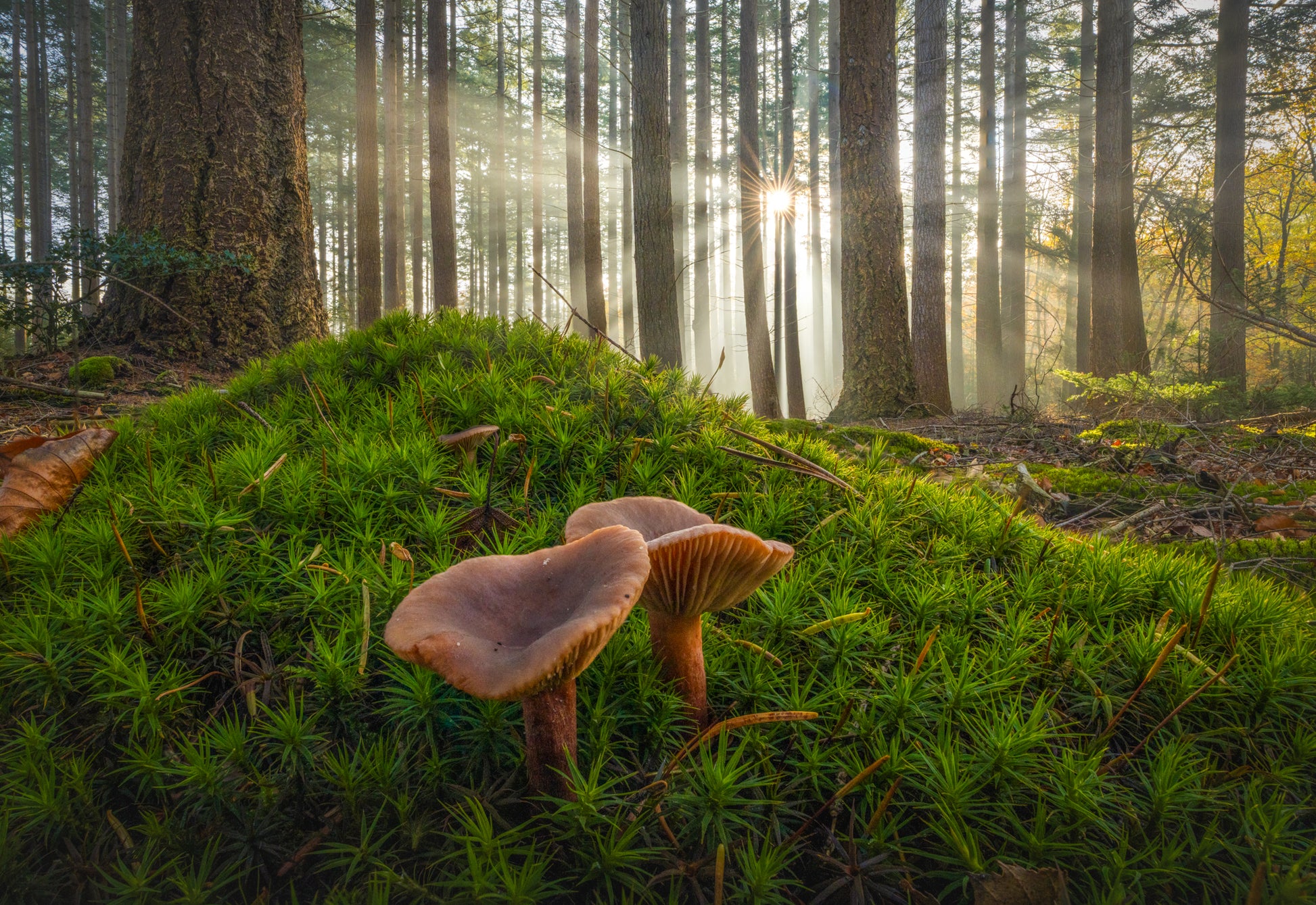 Mushrooms Together