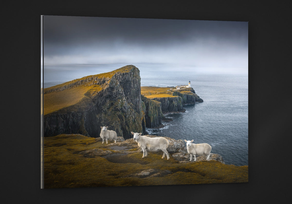 Neist Point Sheep acryl