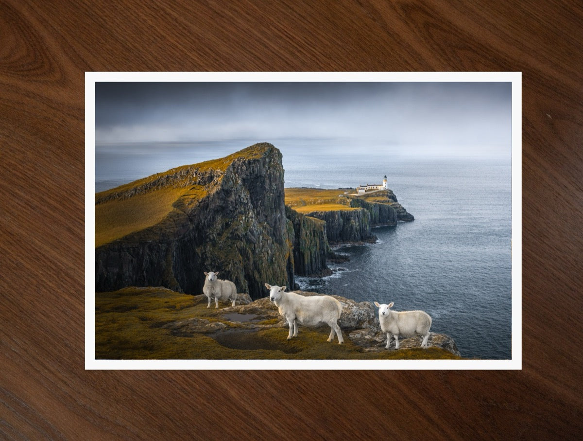 Neist Point Sheep print