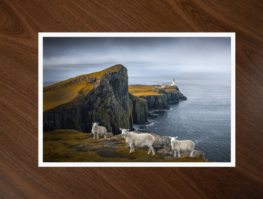 Neist Point Sheep print