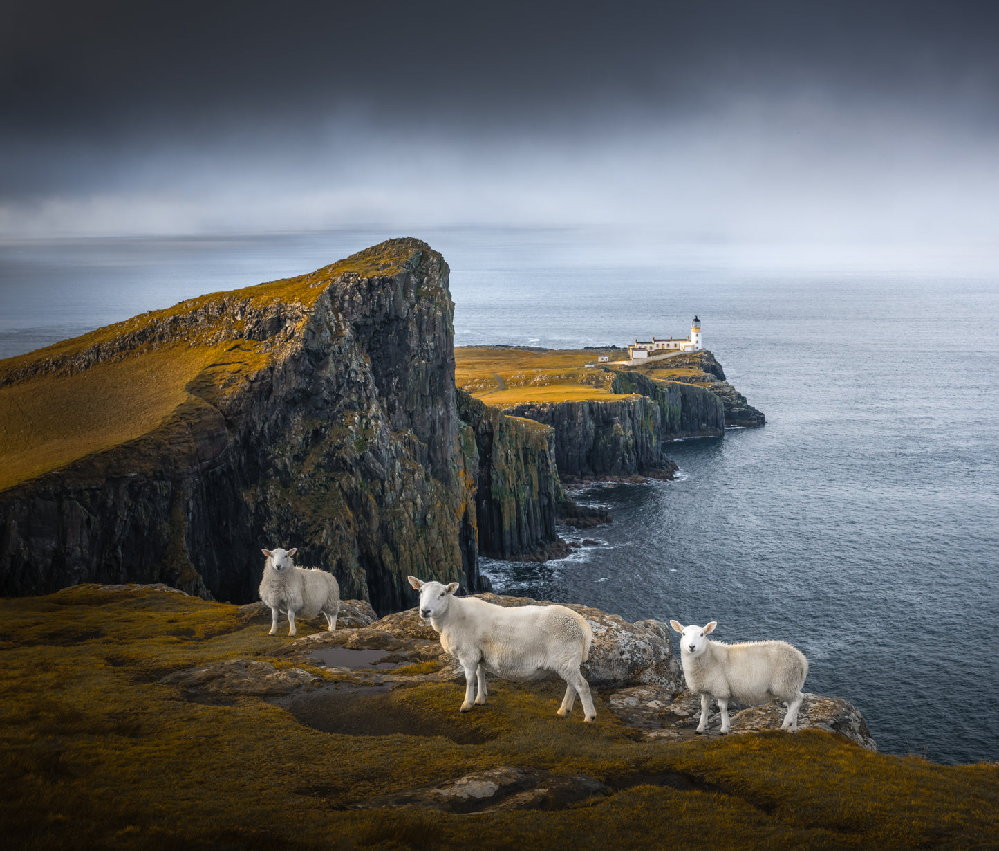 Neist Point Sheep