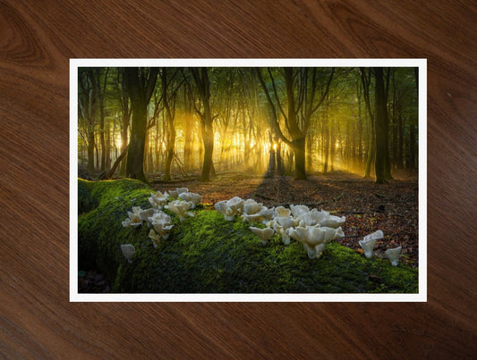 Oysters at Sunrise print
