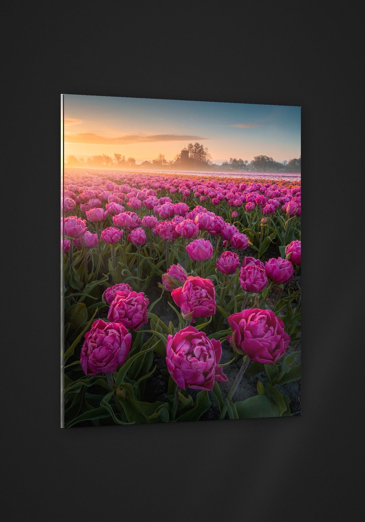 Peony Tulips acryl