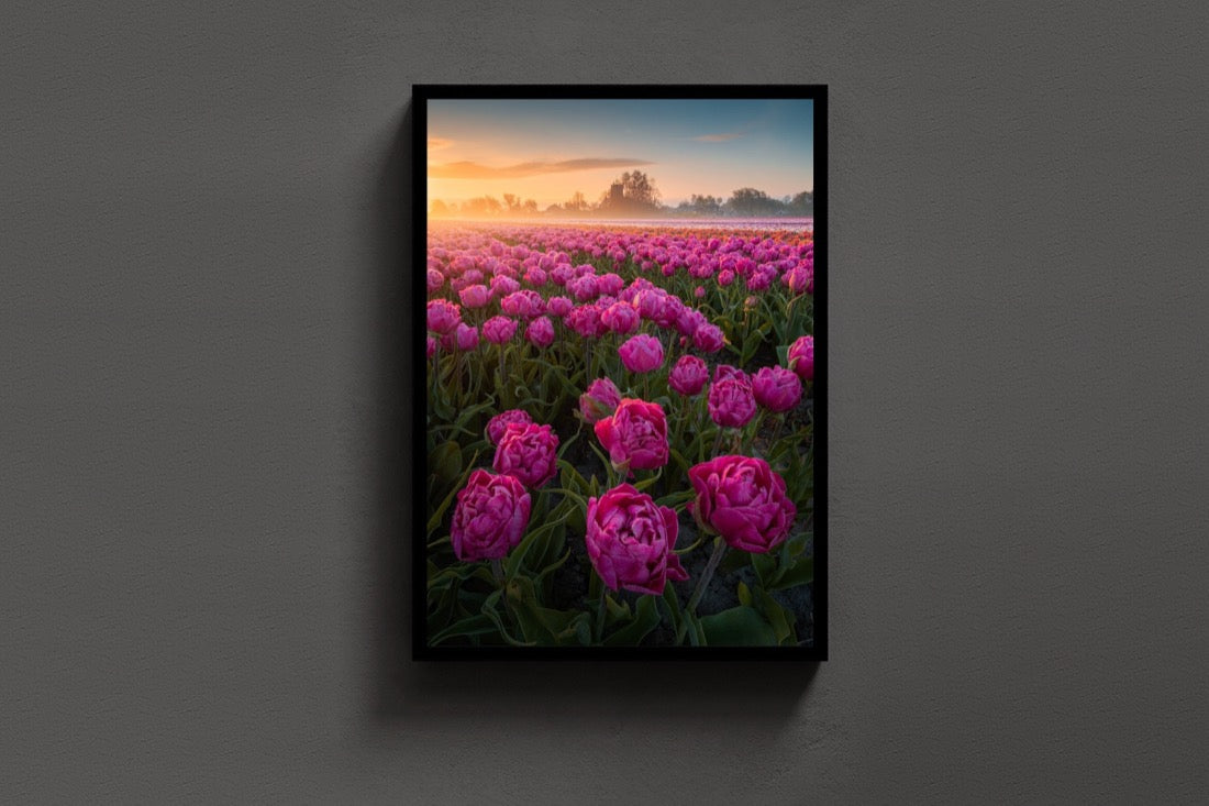 Peony Tulips lijst