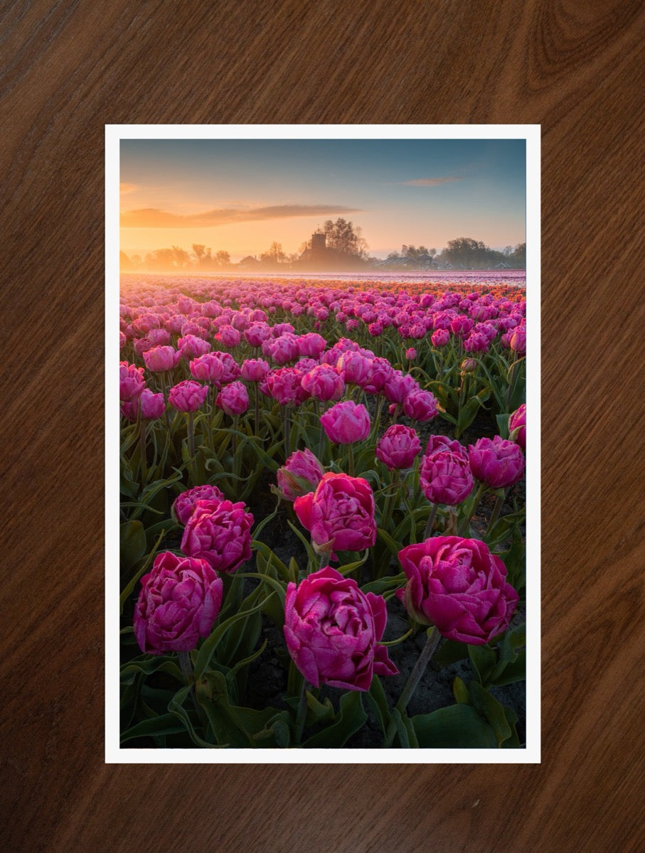 Peony Tulips print