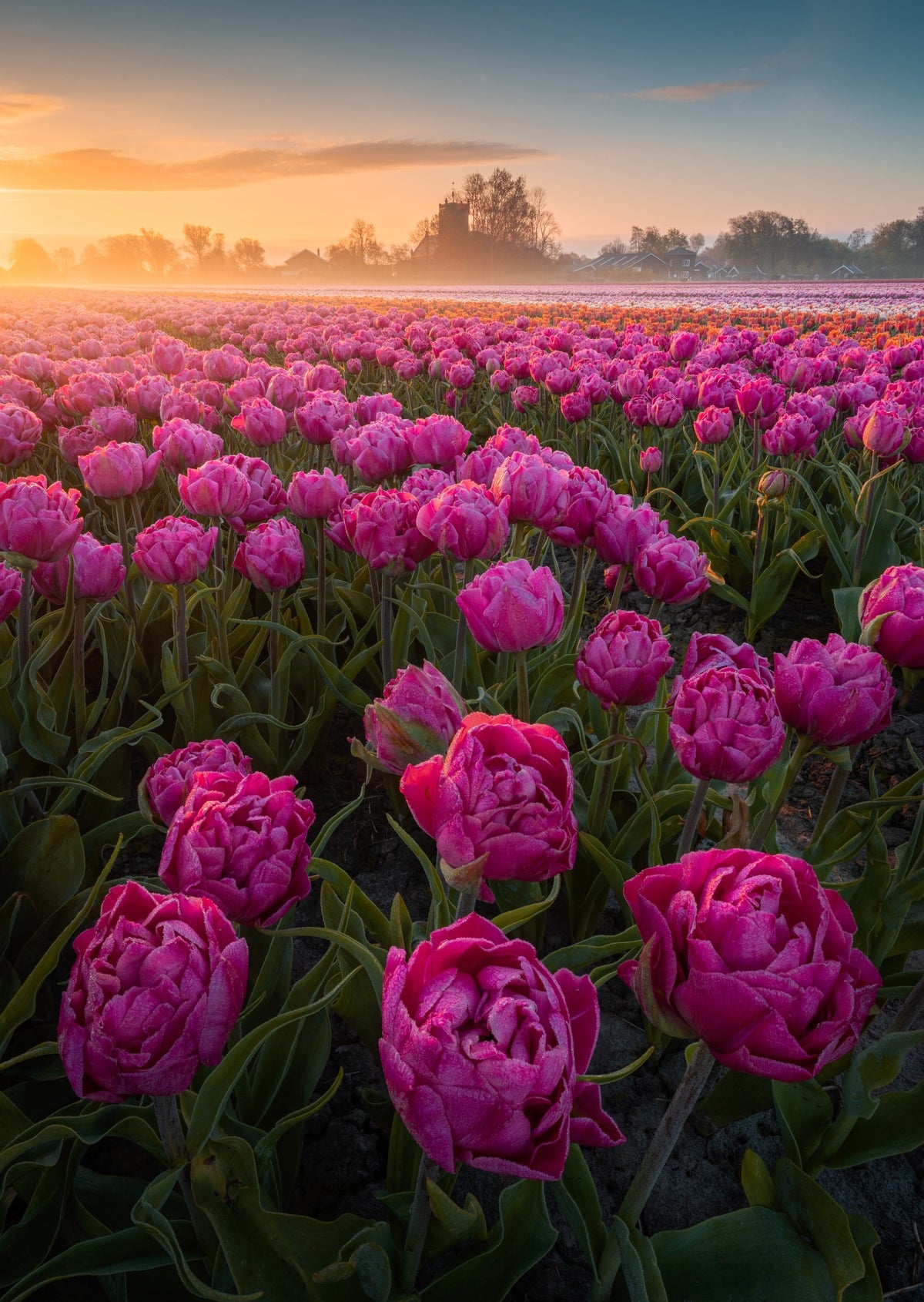 Peony Tulips