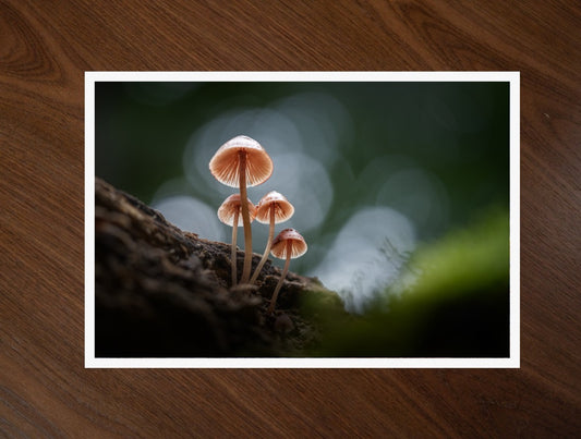Pink on the Log print