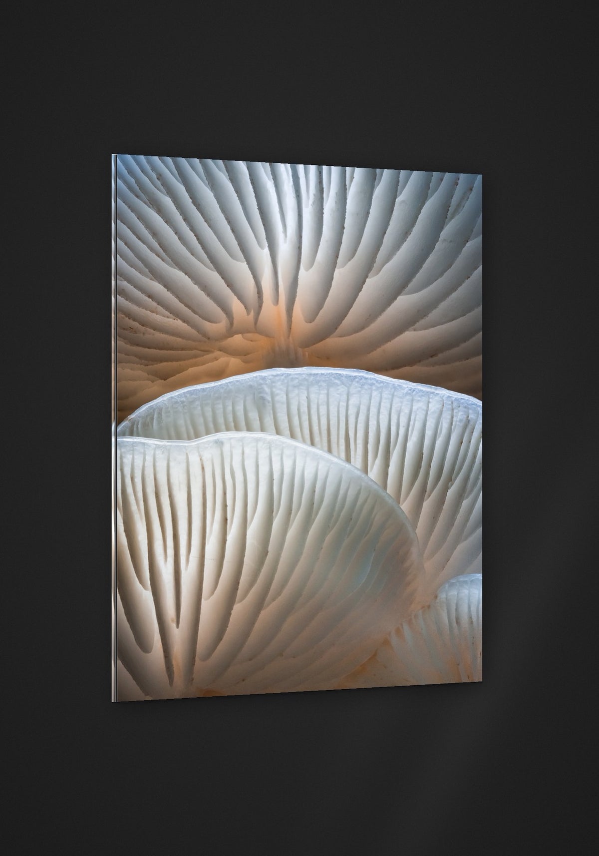 Porcelain Curves acryl