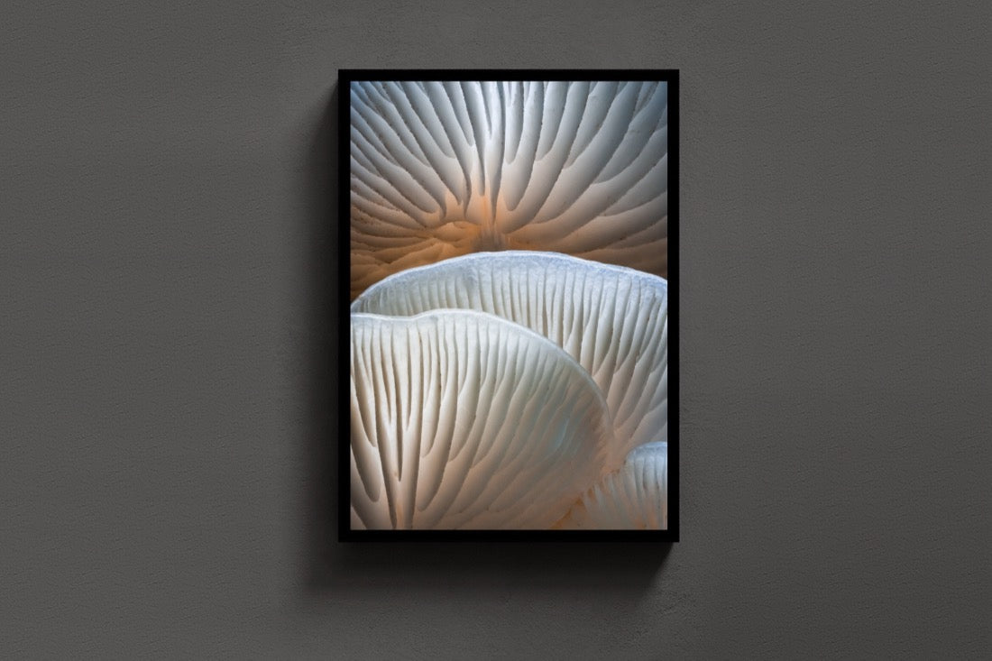 Porcelain Curves lijst