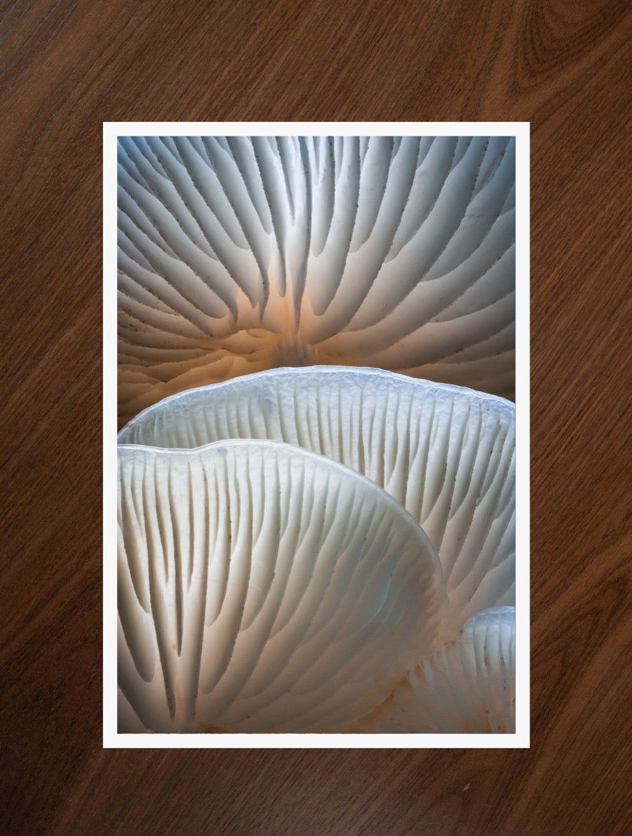 Porcelain Curves print