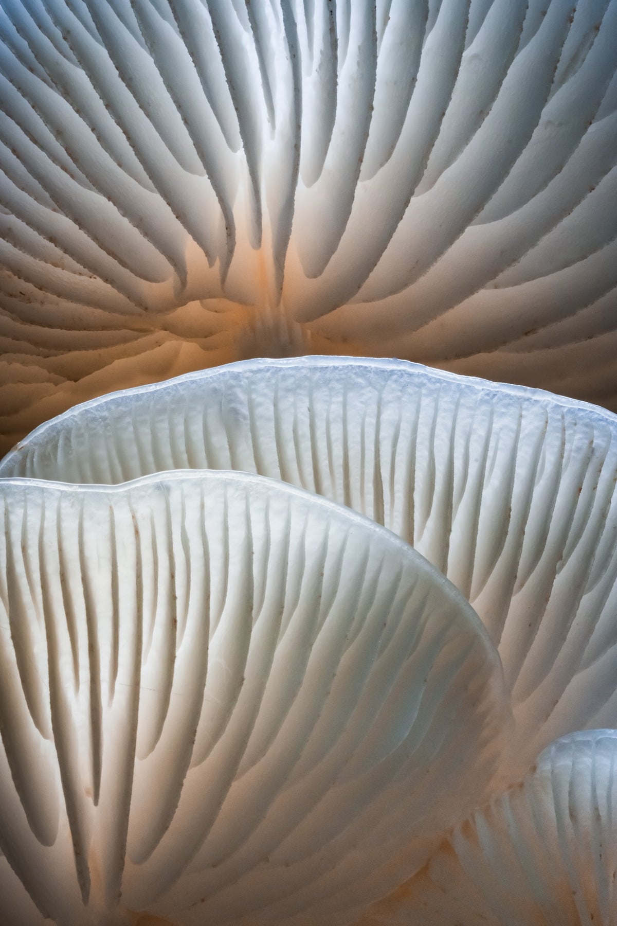 Porcelain Curves