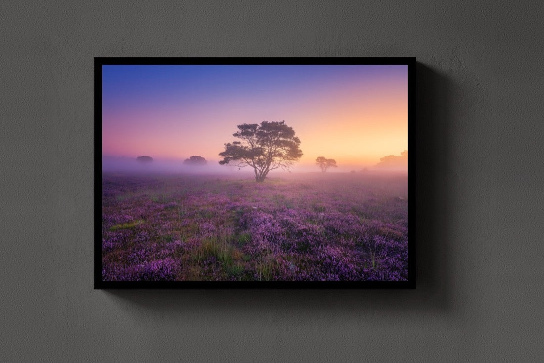 Purple Dream lijst