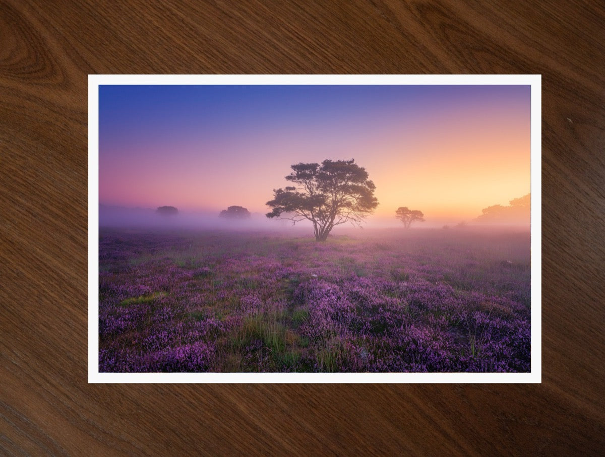 Purple Dream print