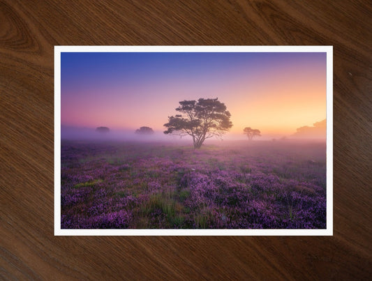 Purple Dream print