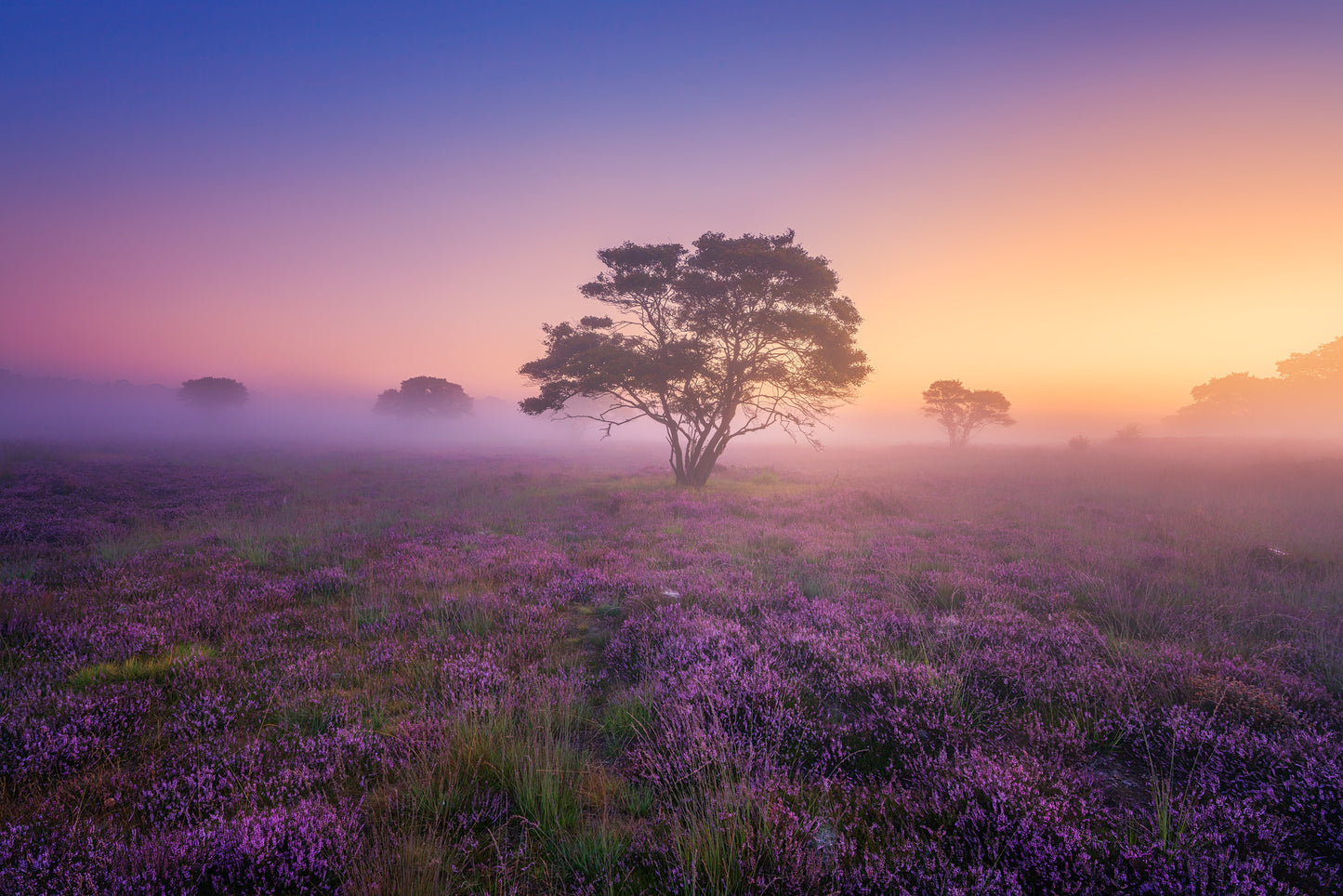 Purple Dream