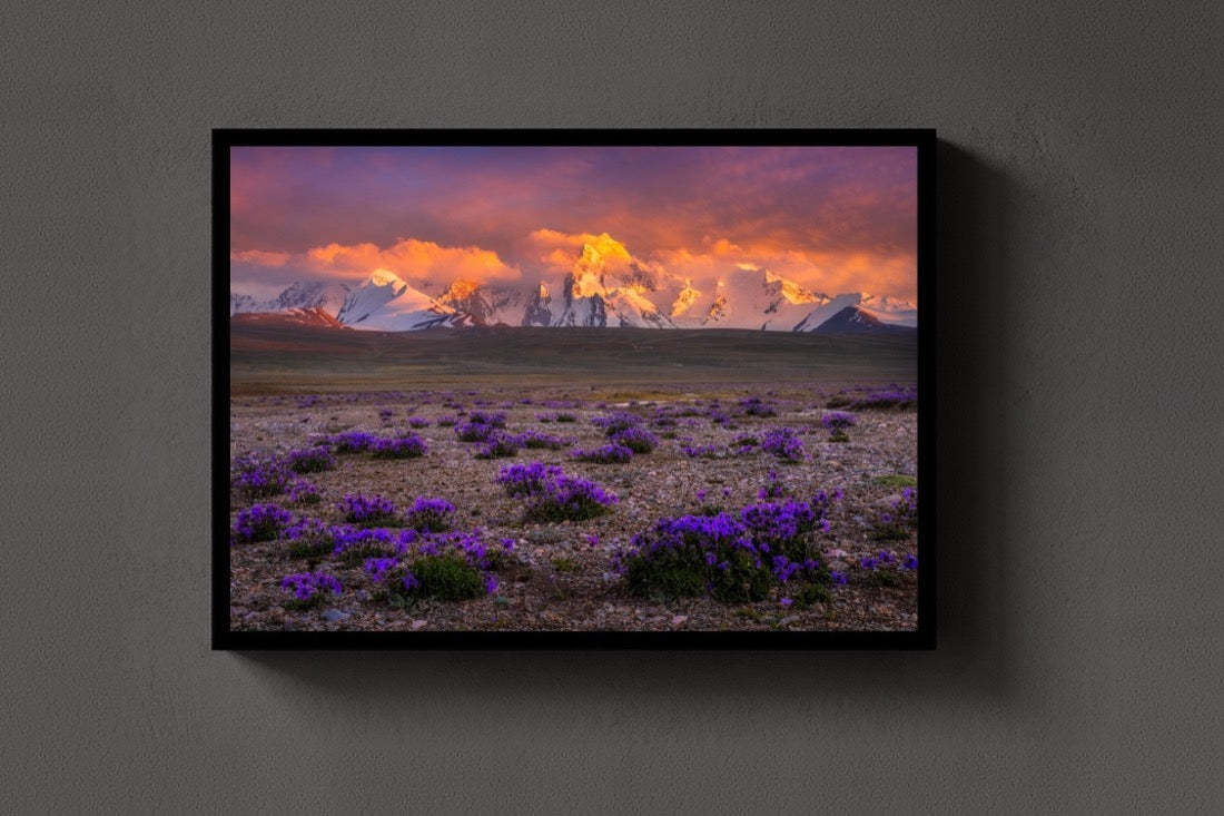 Purple Plains lijst