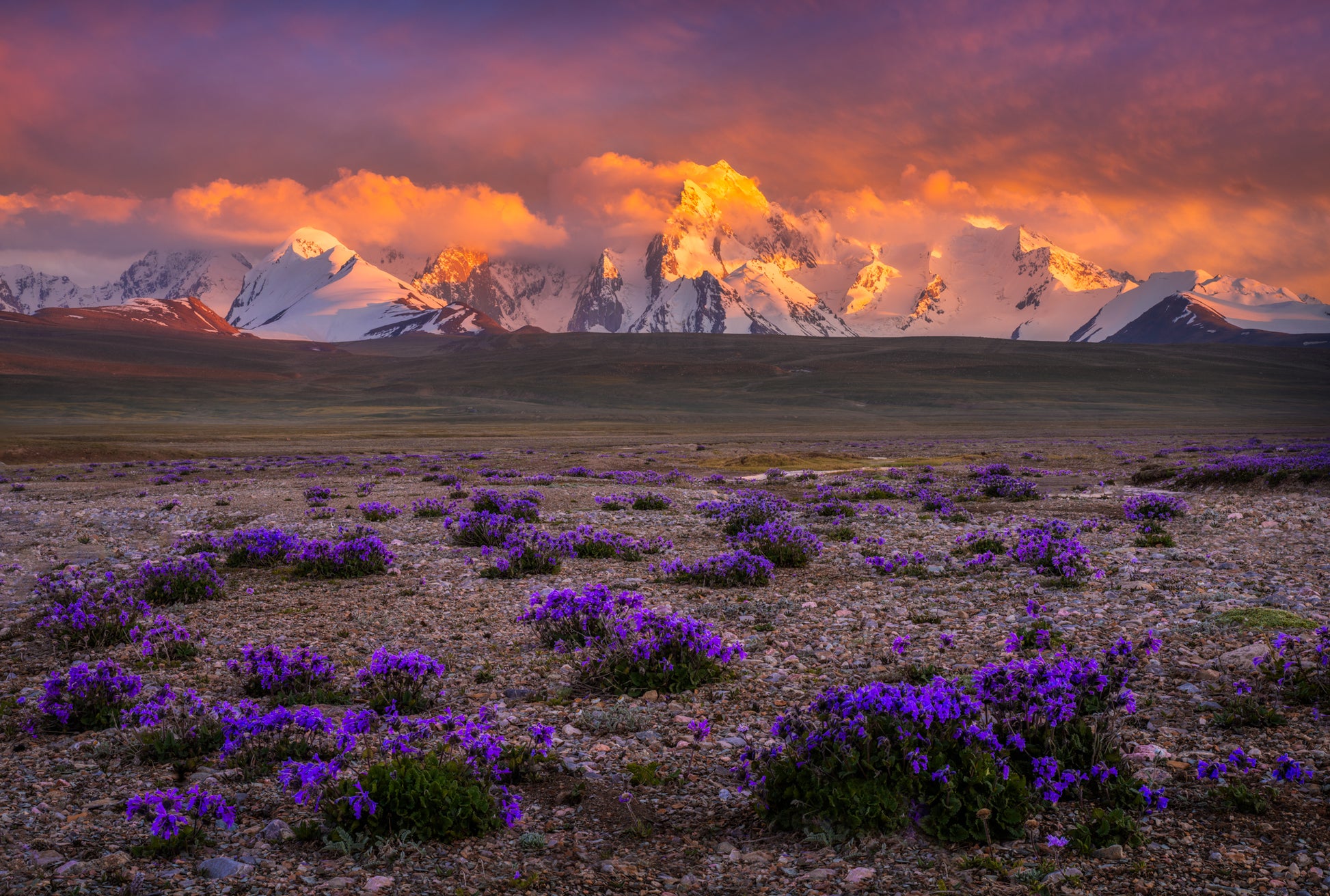 Purple Plains