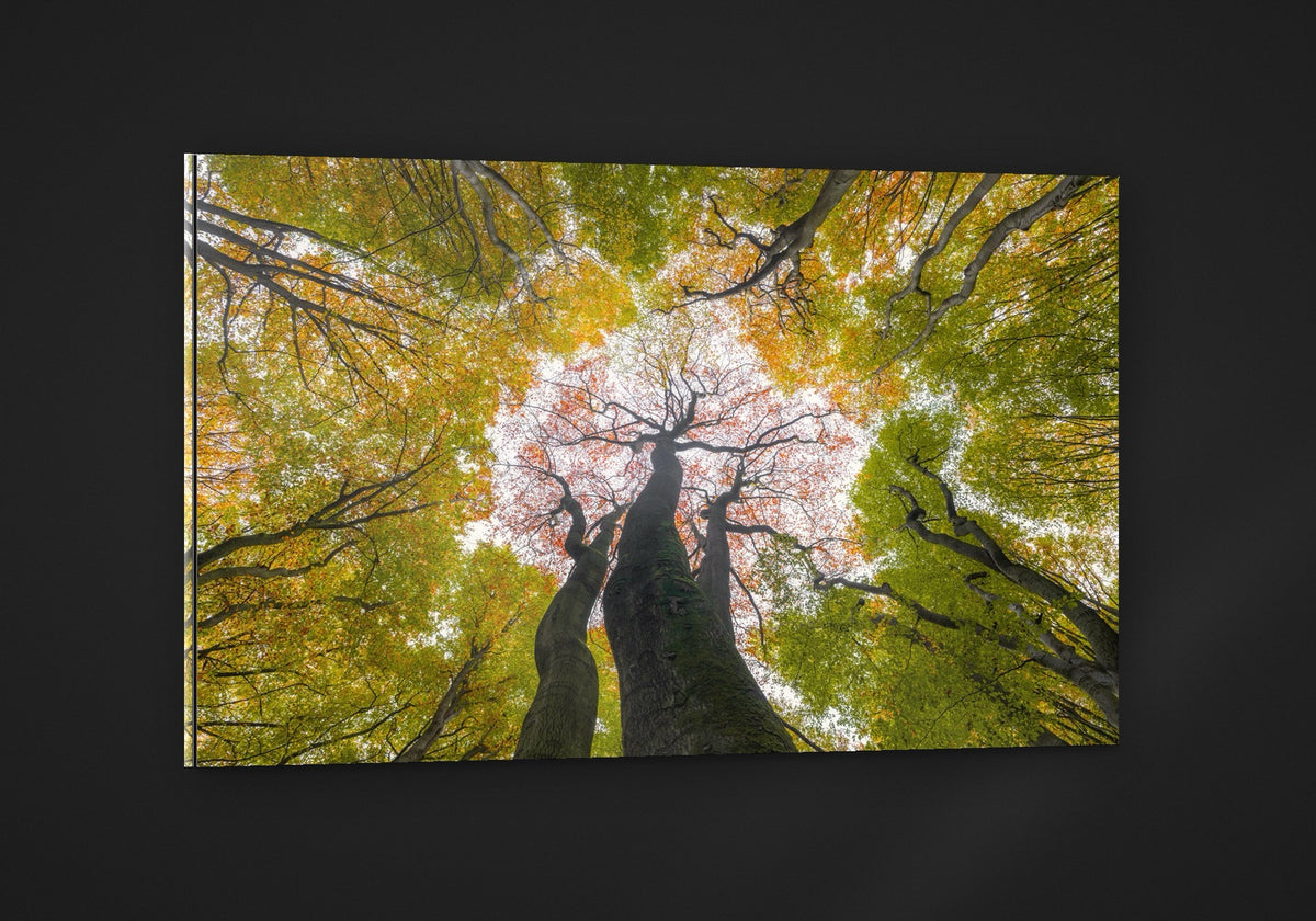 Reaching for Autumn acryl