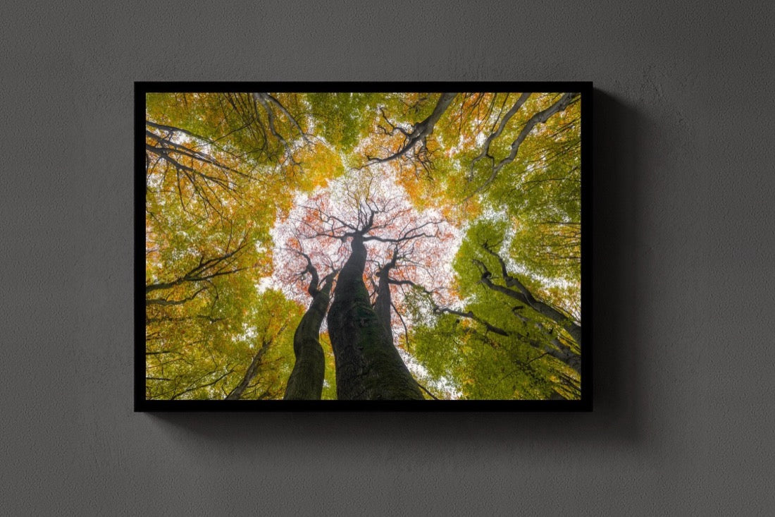 Reaching for Autumn lijst