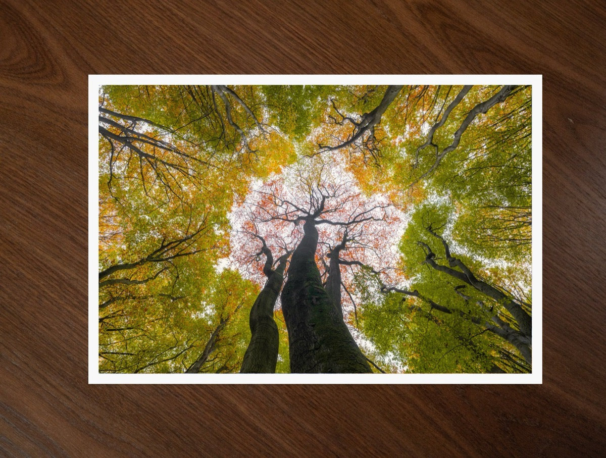 Reaching for Spring print