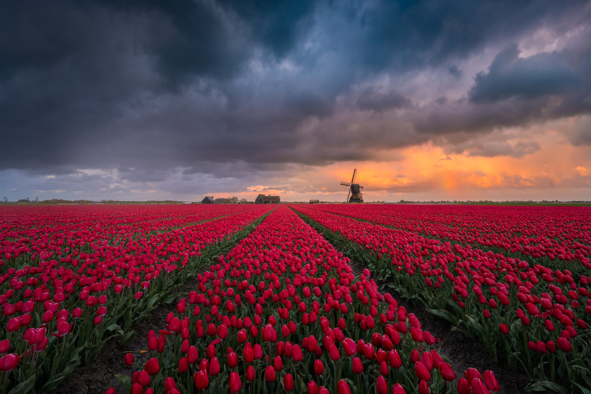 Red Fields, Dark Sky