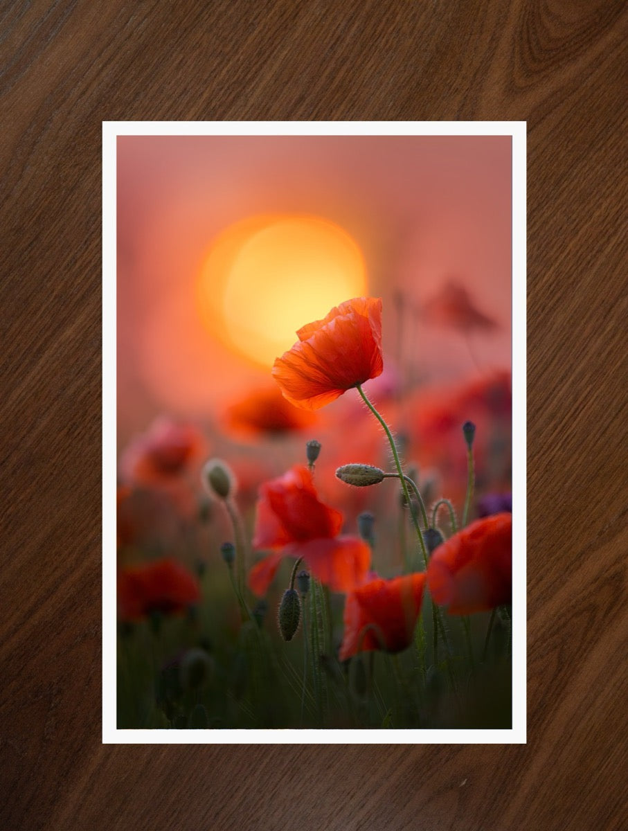 Red Romance print