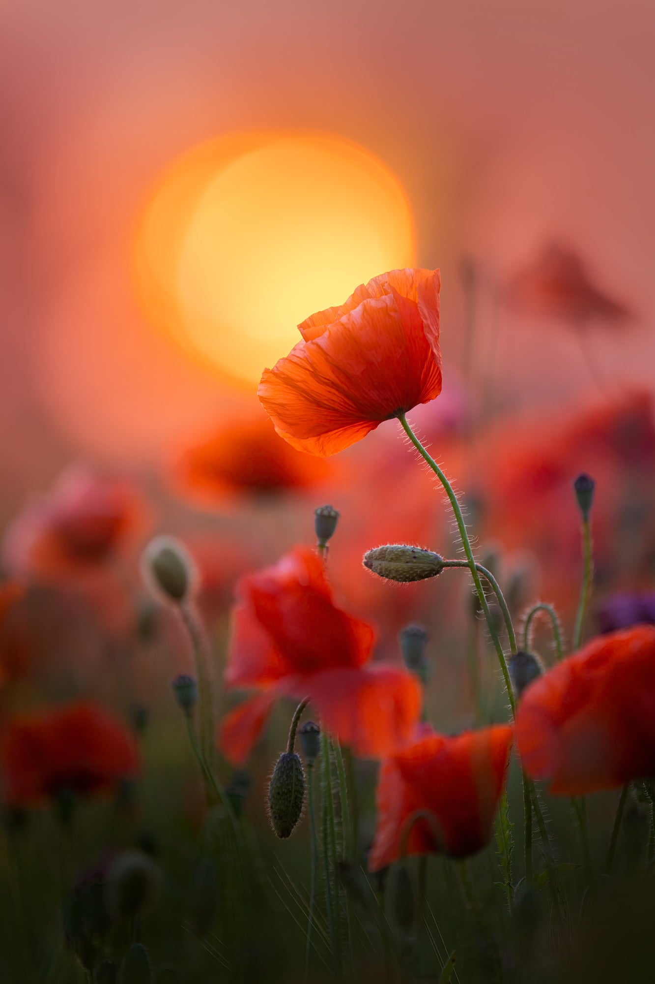 Red Romance