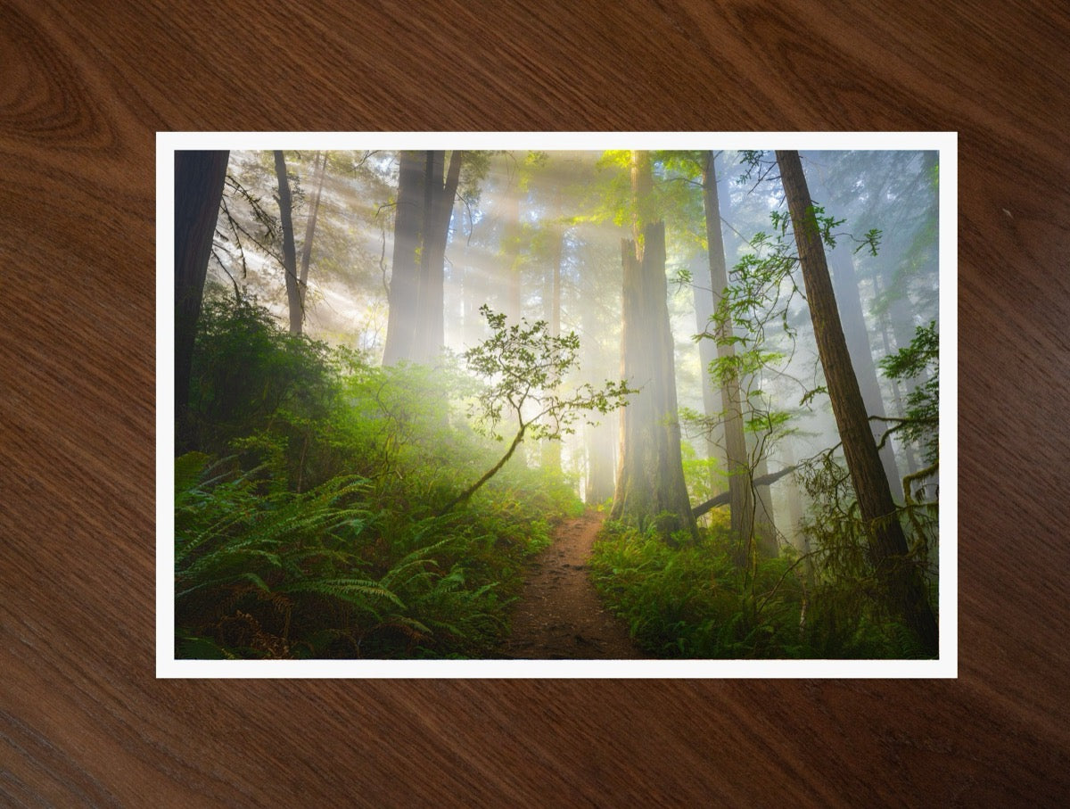 Redwoods print