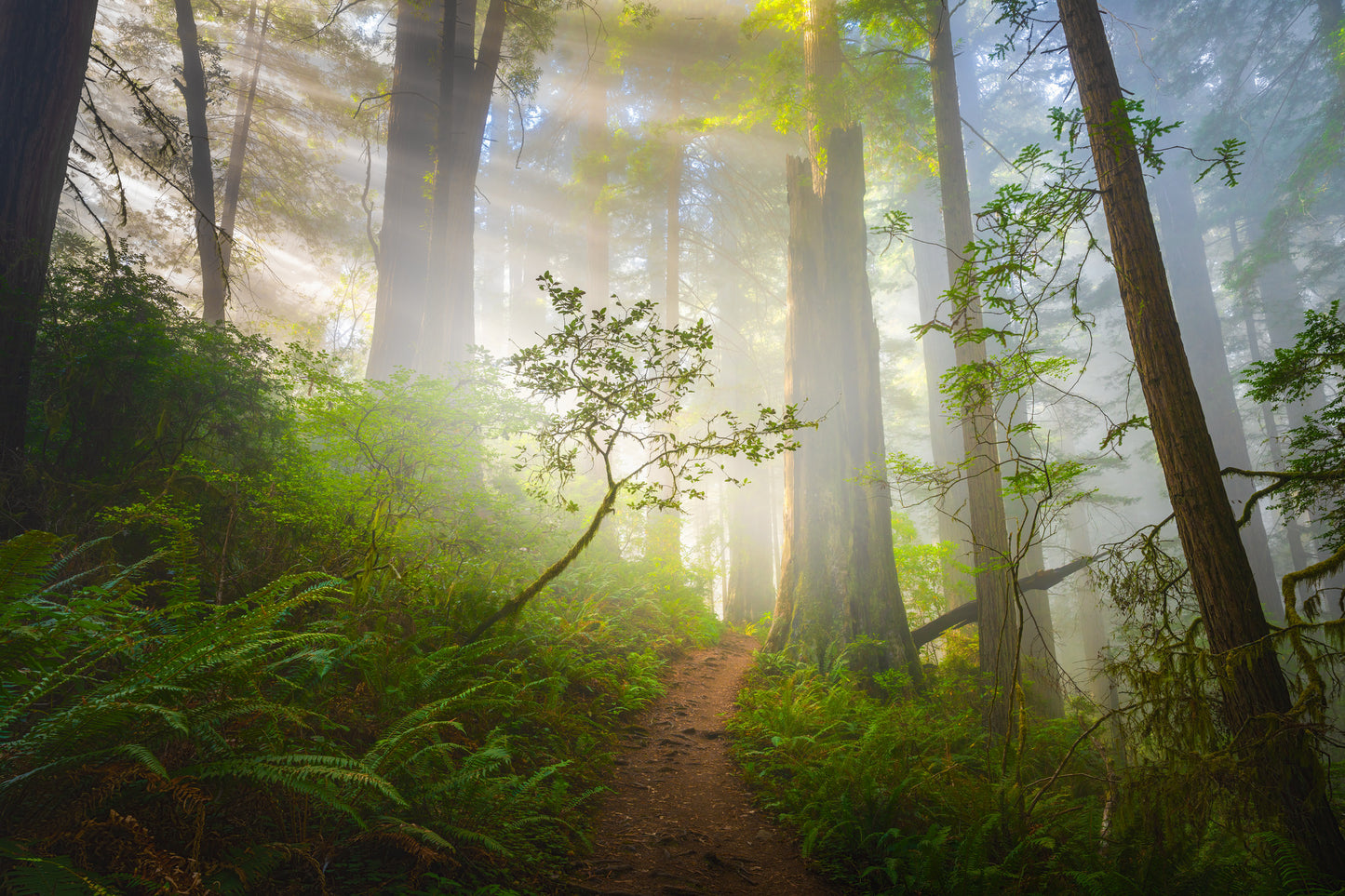 Redwoods