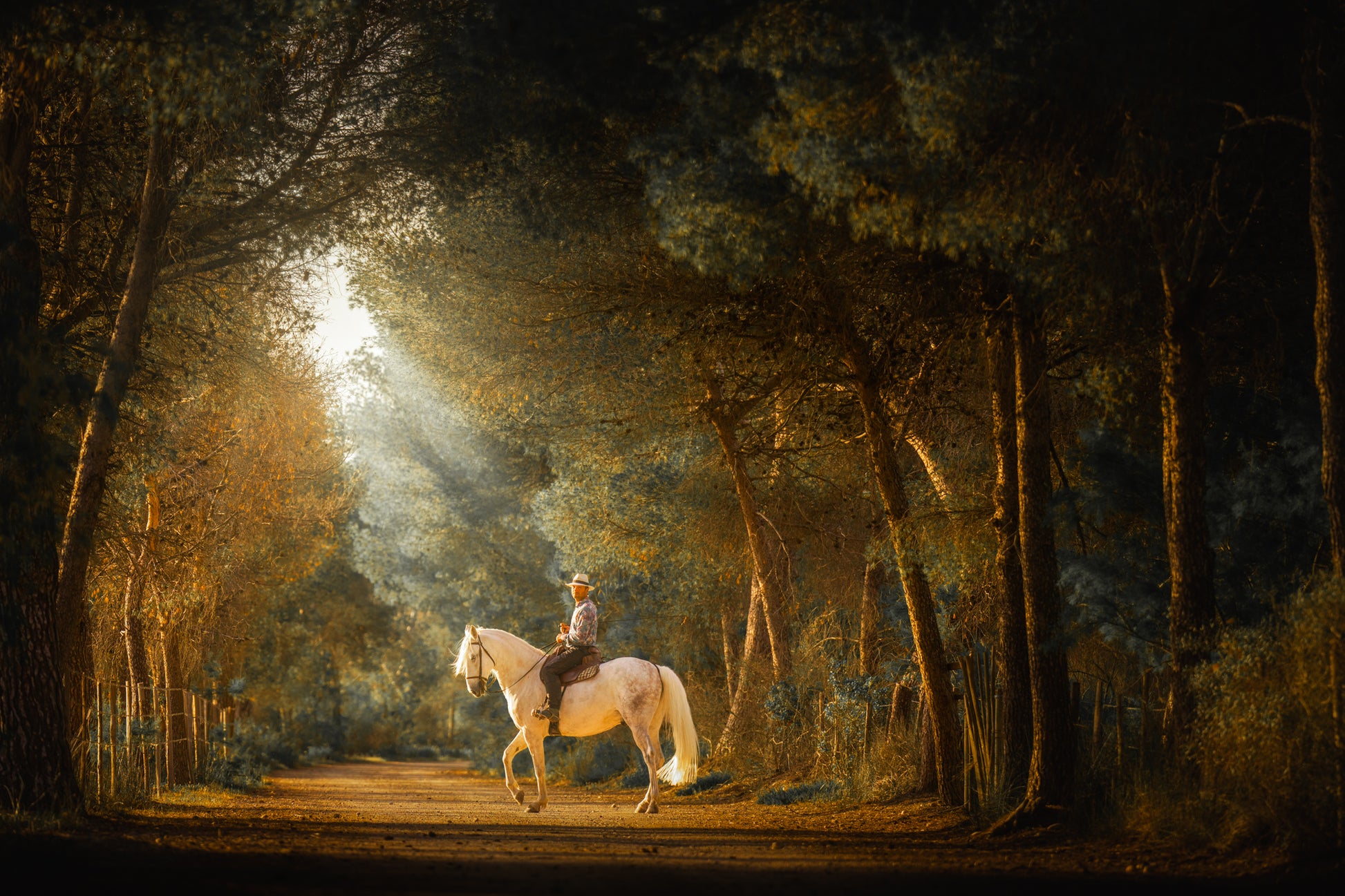 Rider in the Light