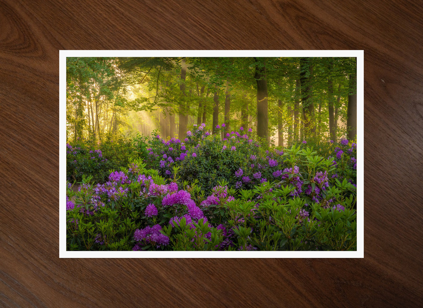 Rhododendronvallei