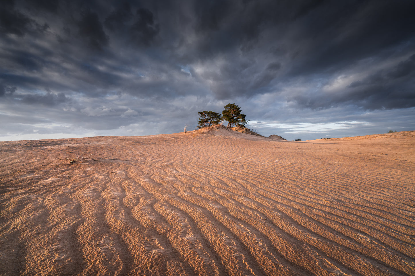 Sand and Tree